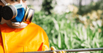 How Often Should Pest Control Be Done?